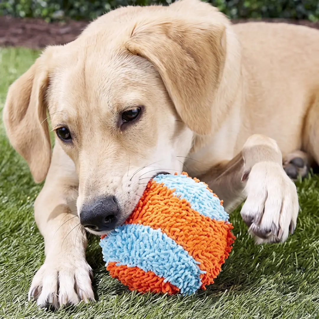 Chuckit Indoor Fetch Ball Dog Toy image 3