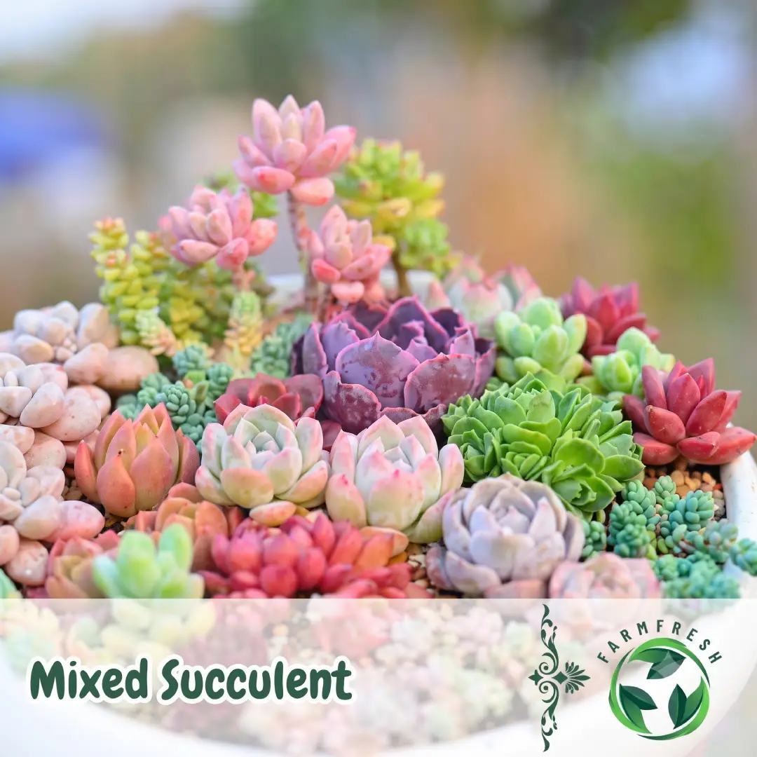 200 Pcs Mixed Mini Succulent Seeds for Bonsai and Garden Plants image 2
