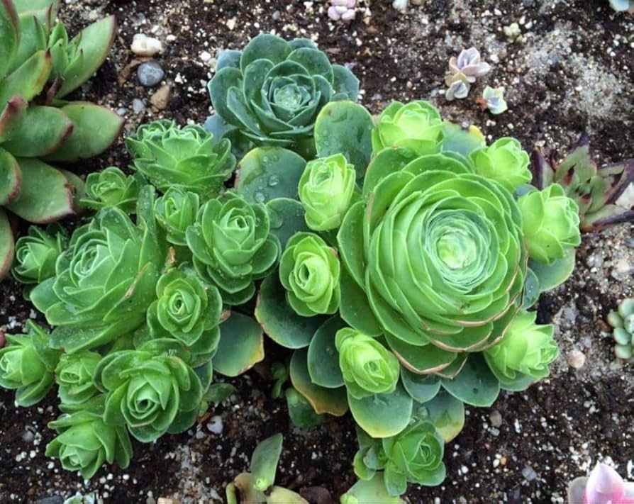 200 pcs Rare Mixed Mini Succulents Seeds for Bonsai & Ornamental Plants - Grow Your Stunning Garden