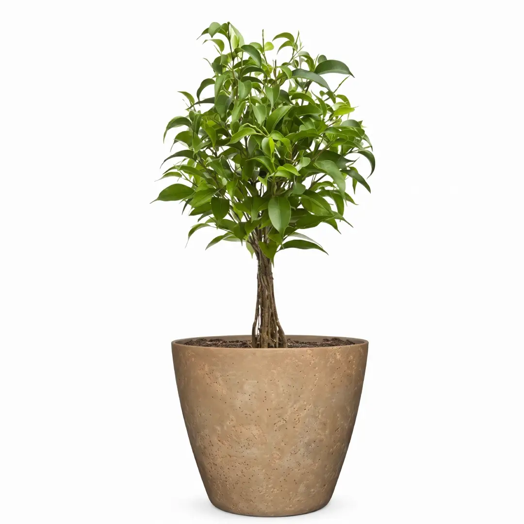 Classic Vogue Planter Pot for Indoor and Outdoor Plants image 2