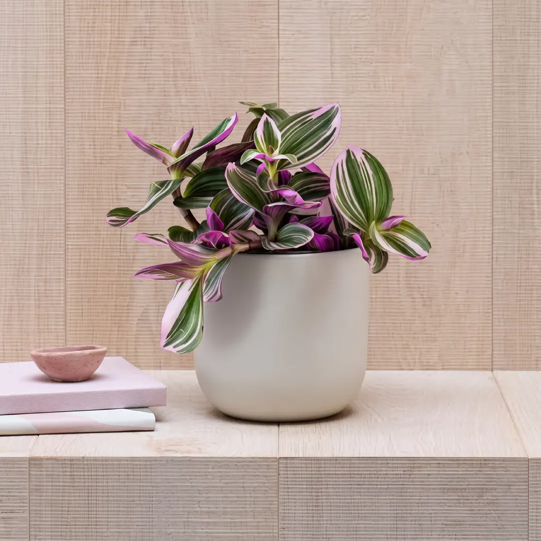 Live Tradescantia Nanouk Plant 2 Inch Easy Care Houseplant image 2