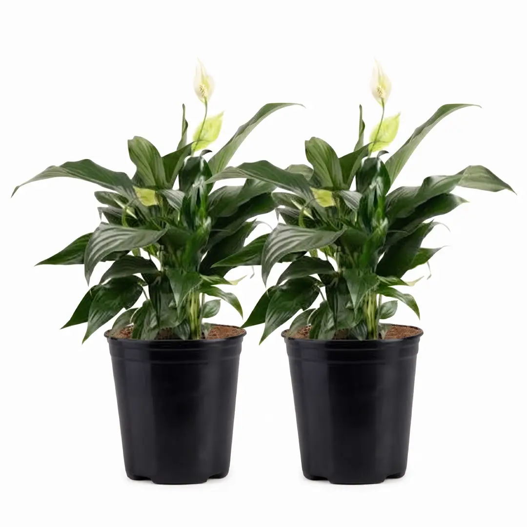 Costa Farms Peace Lily Live Indoor Plant image 2