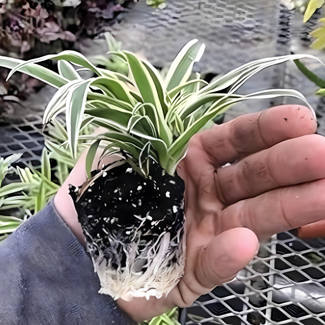 3 Pack Airplane Spider Plant Live Indoor Houseplants