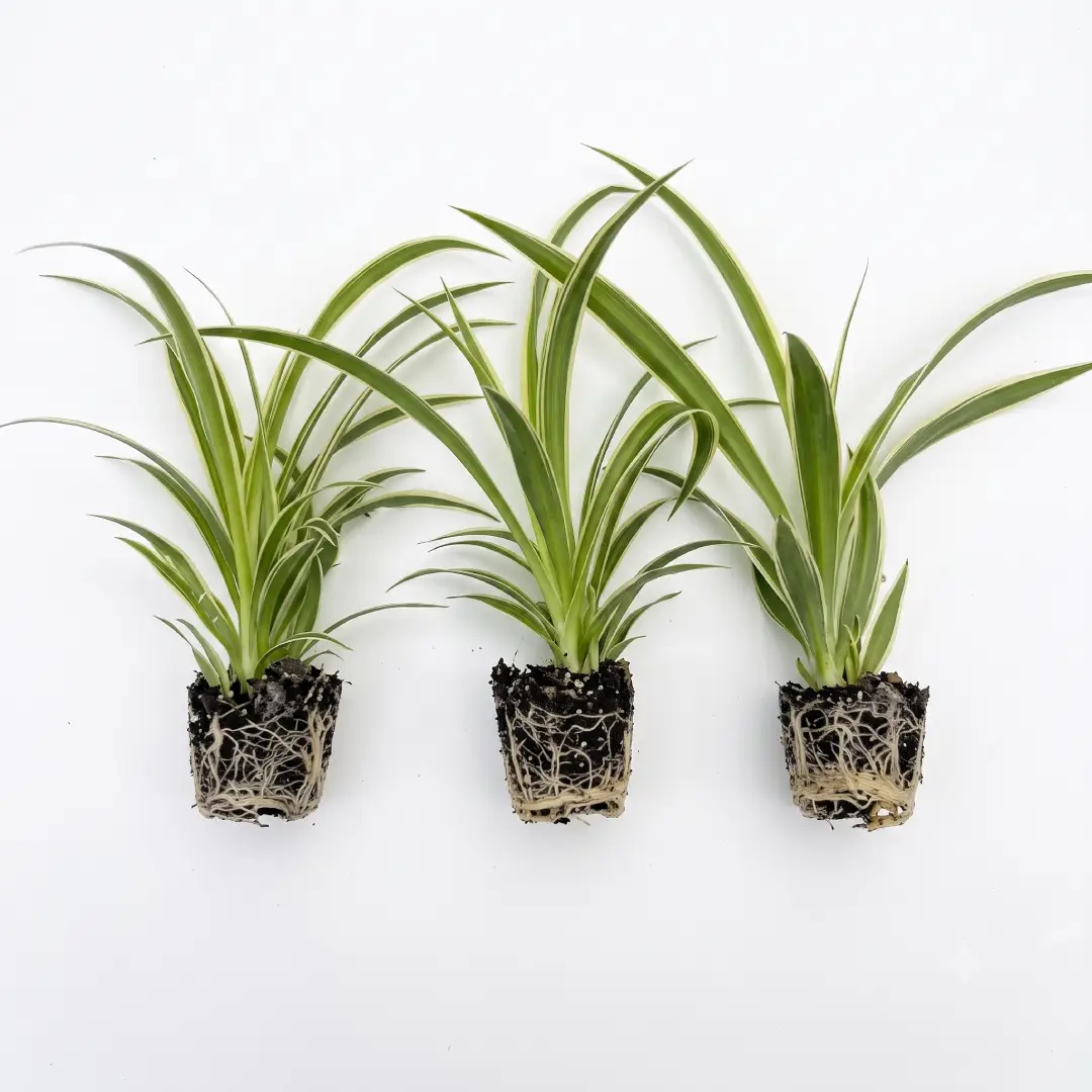 3 Pack Airplane Spider Plant Live Indoor Houseplants image 3