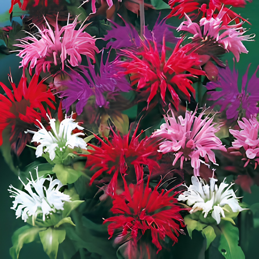 4000+ Bee Balm Seeds Color Mix Non-GMO Perennial Flowers image 3