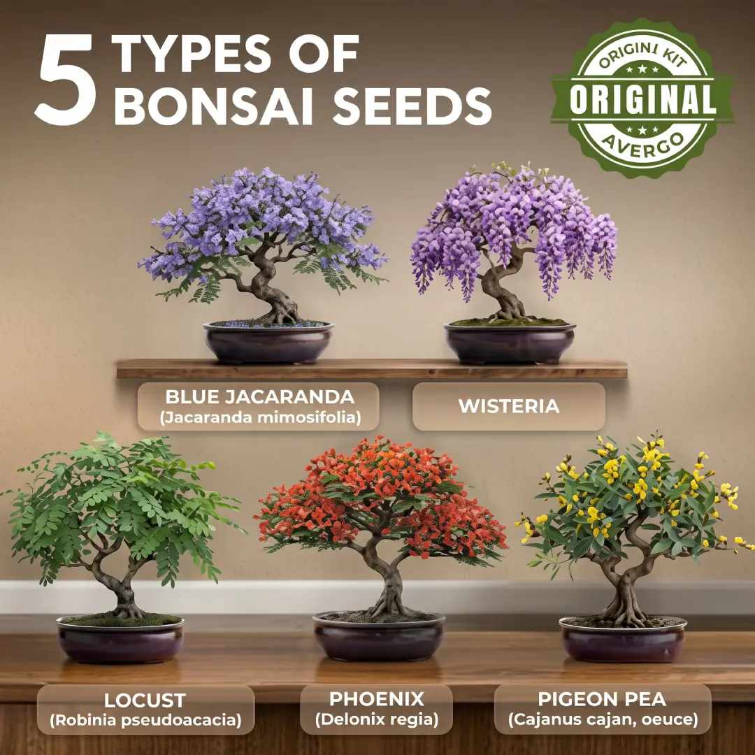 Bonsai Tree Kit for Beginners with 5 Japanese Bonsai Seeds image 3