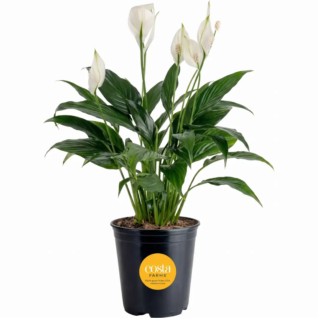 Costa Farms Peace Lily Live Indoor Plant image 1