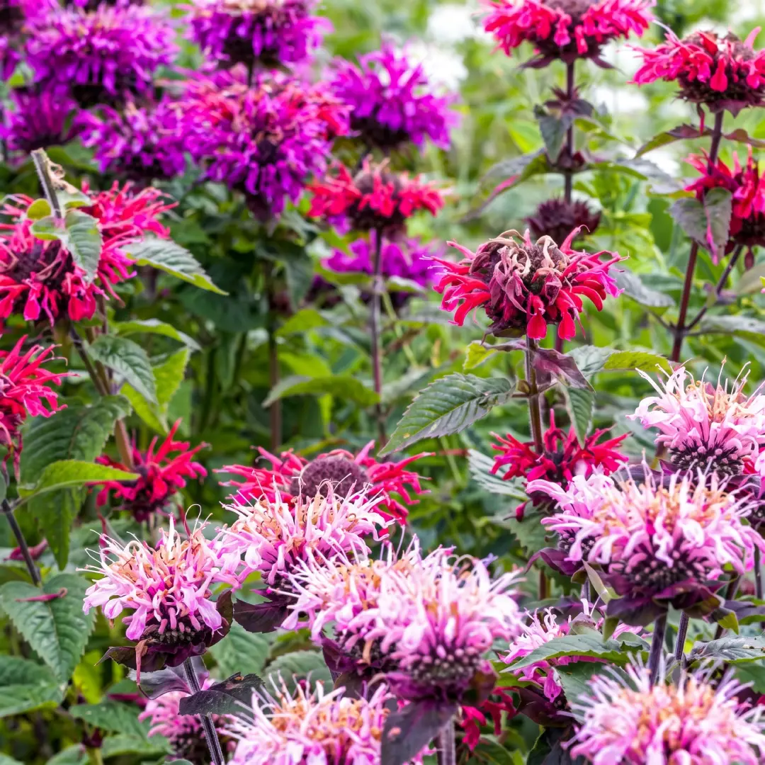 4000+ Bee Balm Seeds Color Mix Non-GMO Perennial Flowers image 3