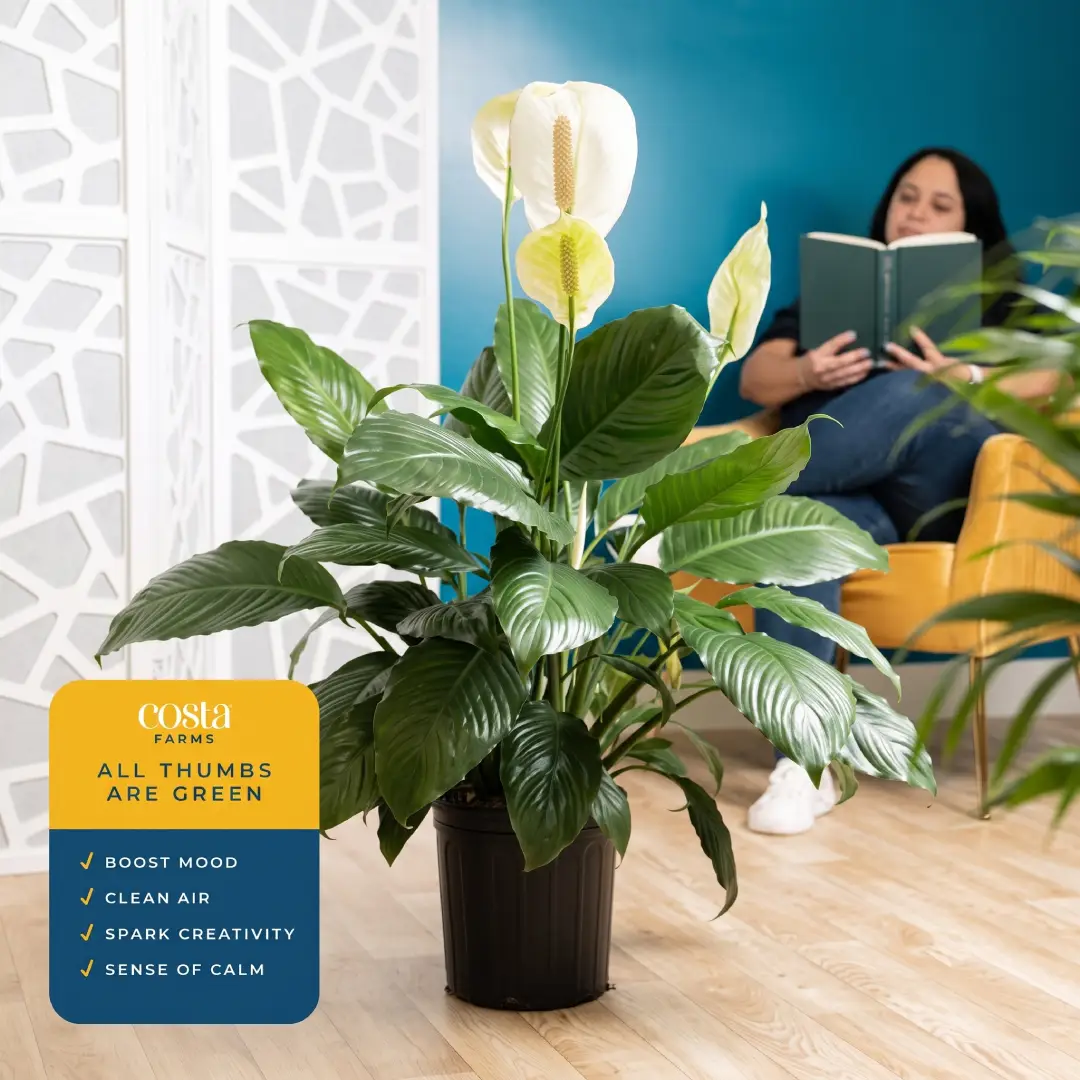 Costa Farms Peace Lily Live Indoor Plant image 3
