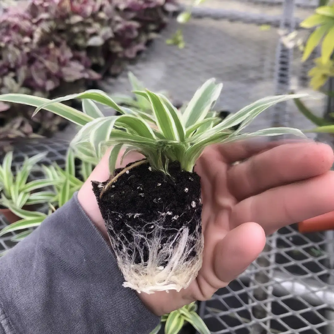 3 Pack Airplane Spider Plant Live Indoor Houseplants image 2