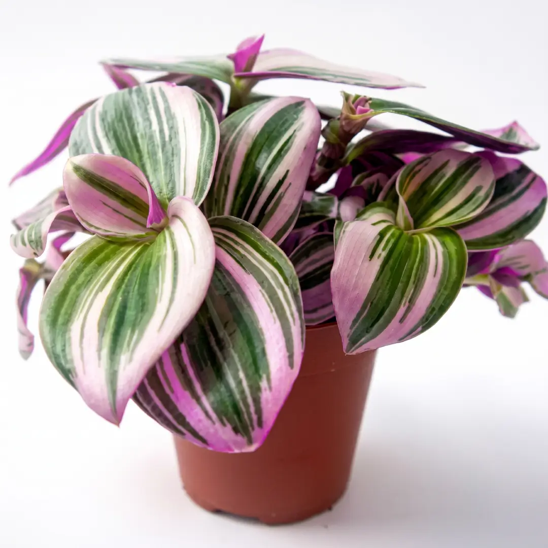 Live Tradescantia Nanouk Plant 2 Inch Easy Care Houseplant image 1