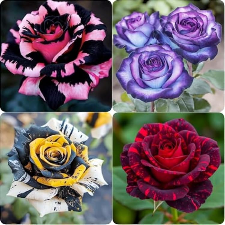 Perennial Rose Seeds 29pcs– Colorful Garden Flowers – Easy Care & Long Blooming Variety