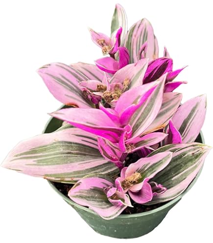 2" Unique Succulents Plants Live, Live Starter Succulent Plants, Easy Care House Plants Rooted in Succulent Soil Mix, by The Succulent Cult (Tradescantia Nanouk)