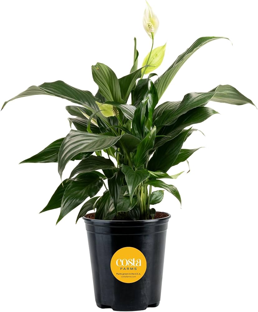 Costa Farms Peace Lily, Live Indoor Plant with Flowers, Air Purifying Houseplant in Nursery Planter Pot, Potting Soil, Thinking of You Gift, Plants Room Decor, 1 Foot Tall