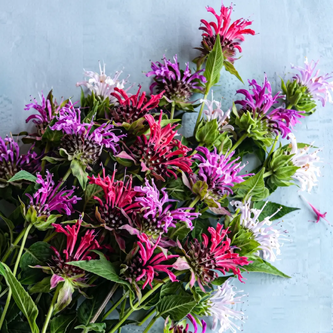 4000+ Bee Balm Seeds Color Mix Non-GMO Perennial Flowers image 2