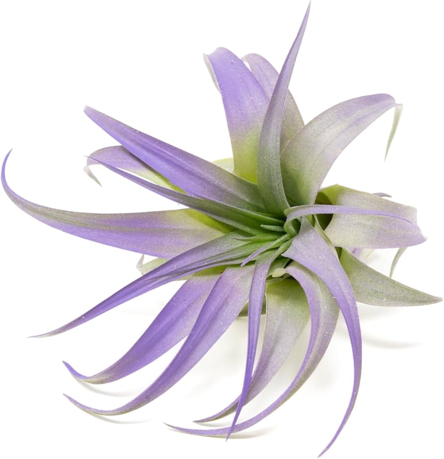 Purple Colorful Tillandsia Air Plants - Long Lasting Color Enhanced Live Tillandsia Succulent House Plants - Home and Garden Decor - Easy Care Indoor and Outdoor (Brachycaulos Abdita, Single)