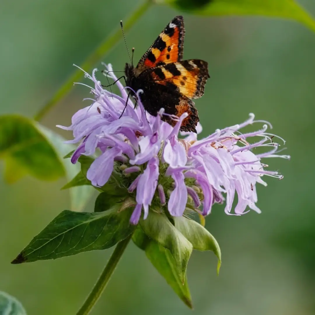 4000+ Bee Balm Seeds Color Mix Non-GMO Perennial Flowers