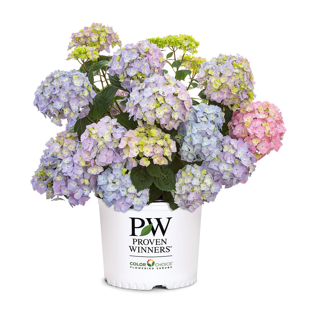 Proven Winners 2 Gal. Let's Dance Skyview Hydrangea