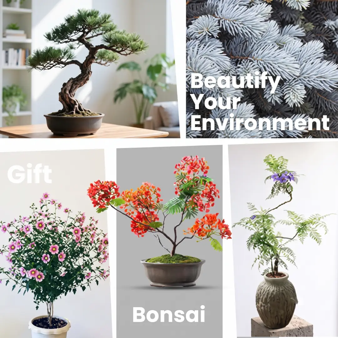 Bonsai Tree Kit for Beginners with 5 Japanese Bonsai Seeds image 2