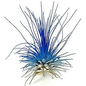 Thin Colored Air Plant, Live Tillandsia House Plant, Easy Care Indoor Outdoor, Great Gift, Healthy Arrival Guaranteed, (Blue)