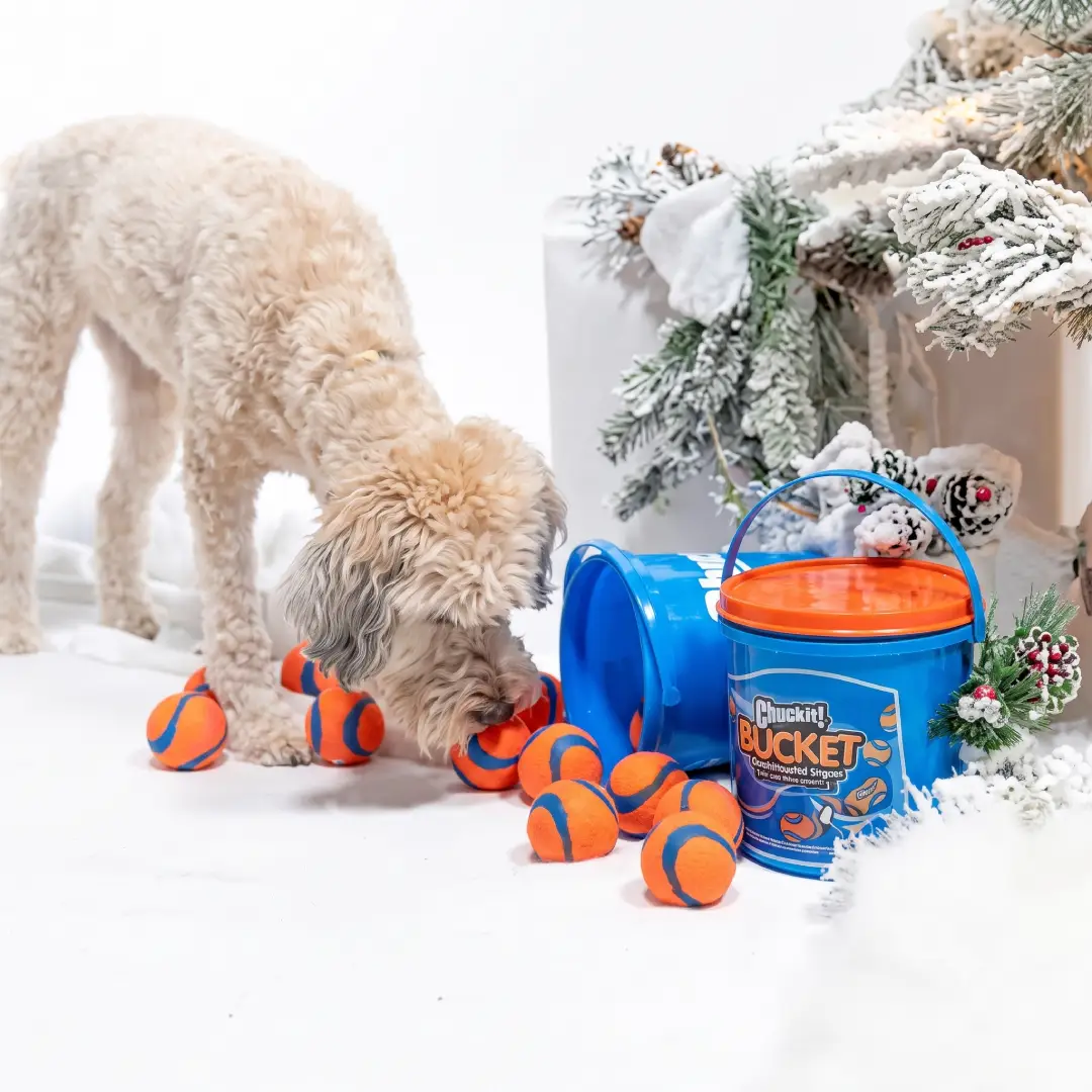 Chuckit Ultra Ball Dog Toy Set with Cleaning Bucket image 3