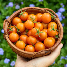 Burpee 'Sun Gold' Hybrid, Sweet Orange Cherry Tomatoes, 30 Non-GMO Seeds