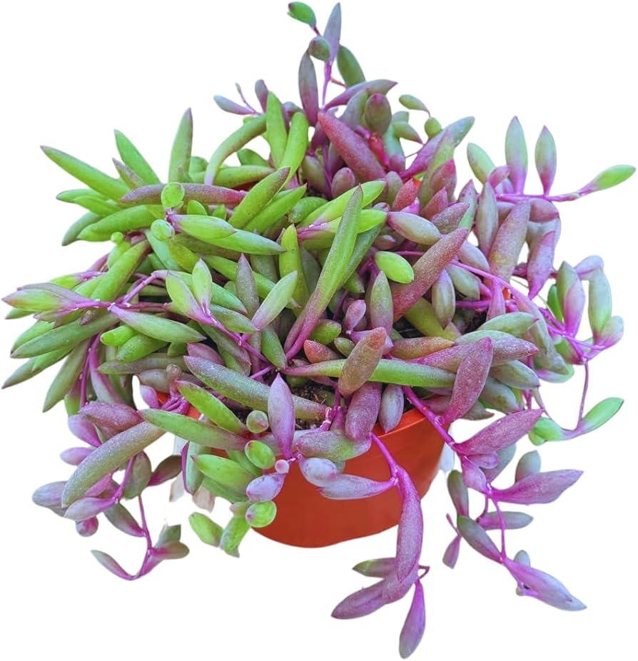 Live Succulent 4" Othonna Capensis Ruby Necklace, Succulents Plants Live, Succulent Plants Fully Rooted, House Plant for Home Office Decoration, DIY Projects, Party Favor Gift By The Succulent Cult