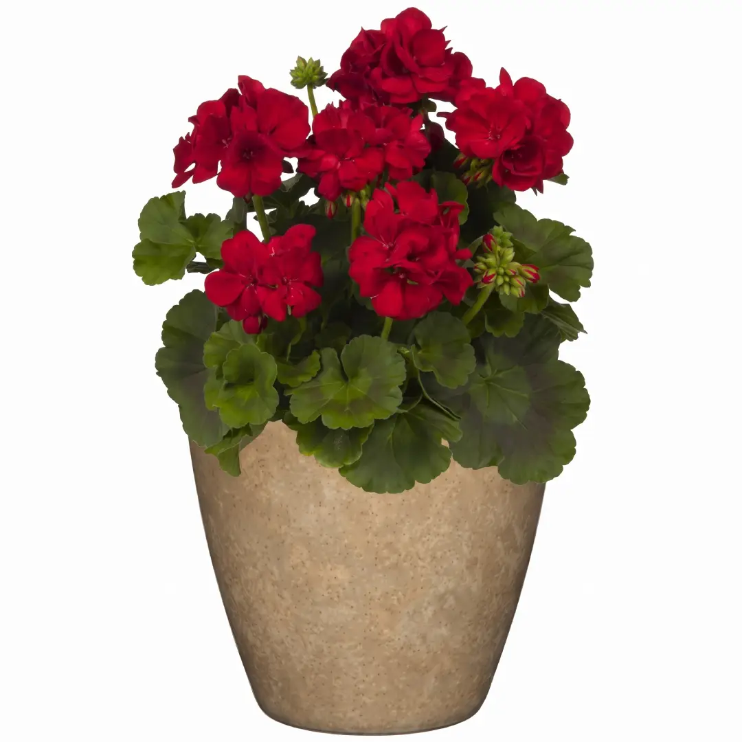 Classic Vogue Planter Pot for Indoor and Outdoor Plants image 3