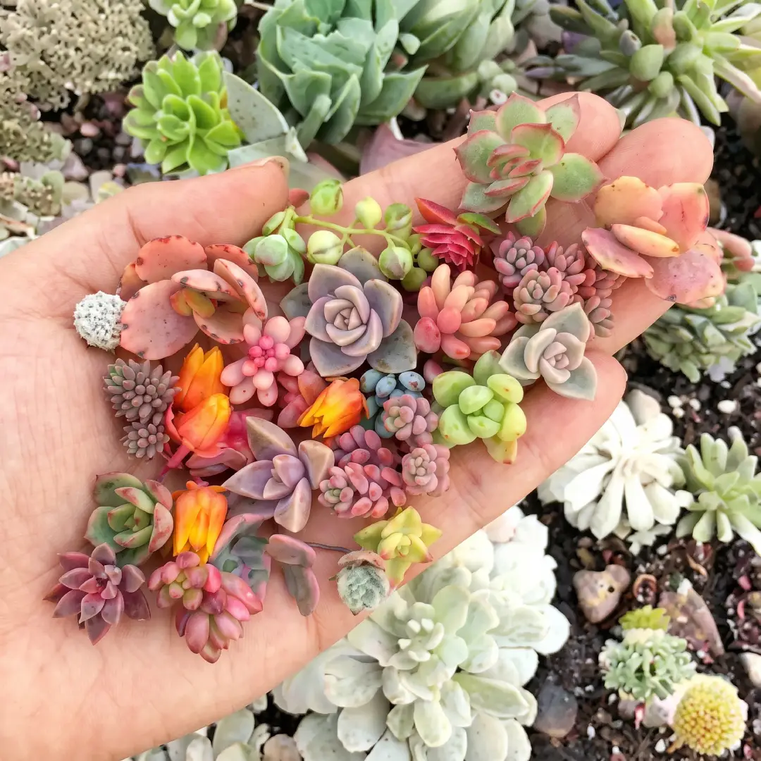 200 Pcs Mixed Mini Succulent Seeds for Bonsai and Garden Plants image 1